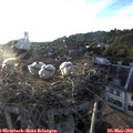 19_45-nest.jpg