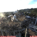 19_50-nest.jpg