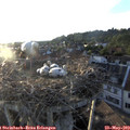 19_55-nest.jpg