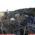 20_00-nest.jpg
