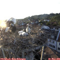 20_05-nest.jpg