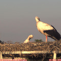20_10-mast.jpg