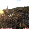 20_10-nest.jpg