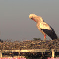 20_15-mast.jpg