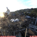 20_15-nest.jpg