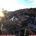 20_20-nest.jpg