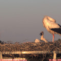 20_30-mast.jpg