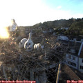 20_30-nest.jpg