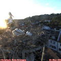 20_35-nest.jpg