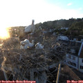 20_40-nest.jpg