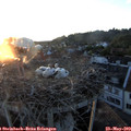 20_50-nest.jpg