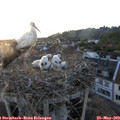 21_00-nest.jpg