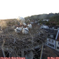 21_05-nest.jpg