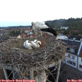 05_30-nest.jpg