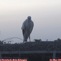 05_35-mast.jpg