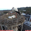 05_35-nest.jpg