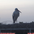 05_40-mast.jpg