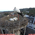 05_40-nest.jpg