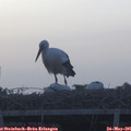 05_45-mast.jpg