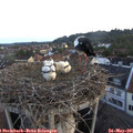 05_45-nest.jpg