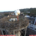 05_50-nest.jpg