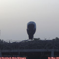 05_55-mast.jpg