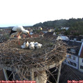 05_55-nest.jpg