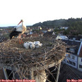 06_00-nest.jpg