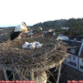 06_05-nest.jpg