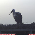06_10-mast.jpg