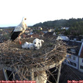 06_10-nest.jpg
