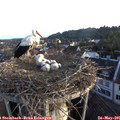 06_15-nest.jpg