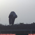 06_20-mast.jpg