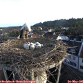 06_20-nest.jpg