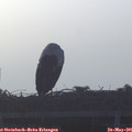 06_25-mast.jpg