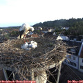 06_25-nest.jpg