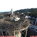 06_30-nest.jpg