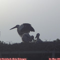 06_35-mast.jpg