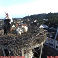 06_40-nest.jpg