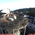 06_45-nest.jpg