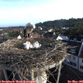 06_50-nest.jpg