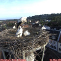 06_55-nest.jpg