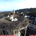 07_00-nest.jpg