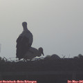 07_05-mast.jpg