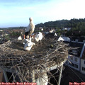 07_05-nest.jpg
