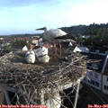 07_10-nest.jpg