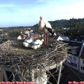 07_15-nest.jpg