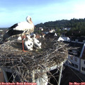 07_25-nest.jpg