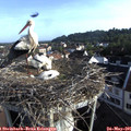 07_30-nest.jpg