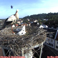 07_35-nest.jpg